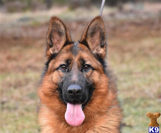 flGermanShepherd Picture 1